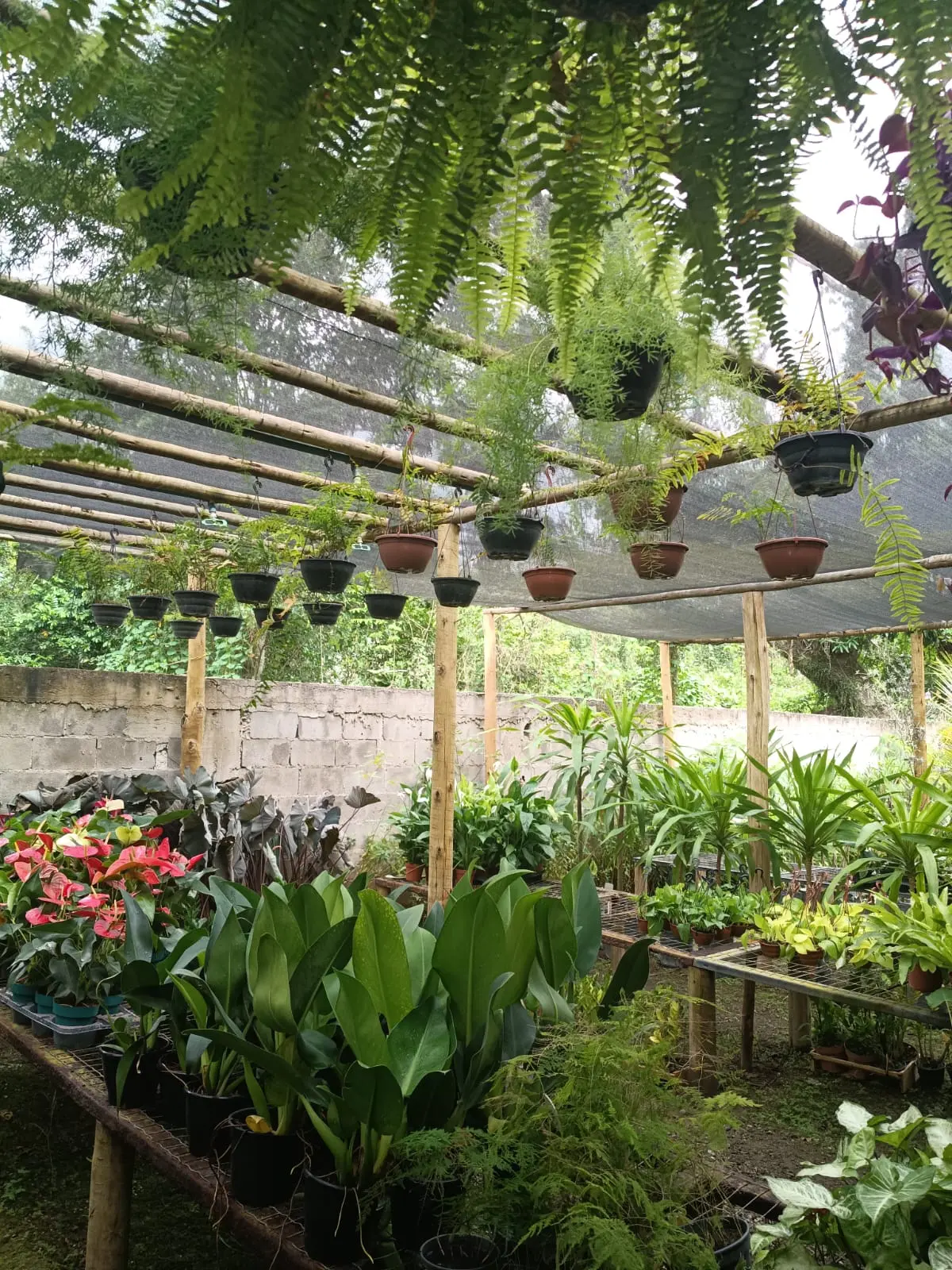 Plantas e samambaias no viveiro do Horto Arte Verde